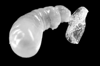 Illustration for article titled Cannibal Larvae Prove That Even Baby Ants Are Terrifying